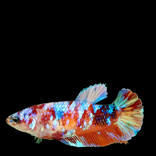 Multicolor Galaxy HMPK Female For Sorority Tank/Breed