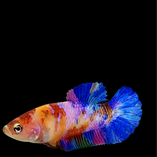 Multicolor Pink Purple Galaxy HMPK Female For Sorority Tank/Breed