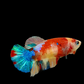 Multicolor Koi Galaxy HMPK Female For Sorority Tank/Breed