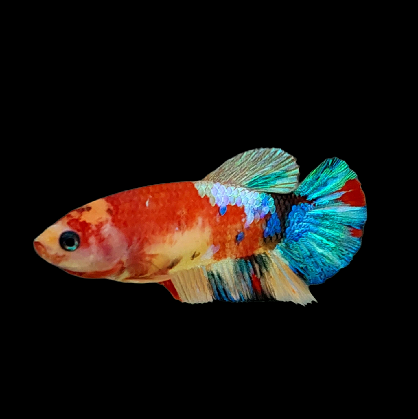 Multicolor Koi Galaxy HMPK Female For Sorority Tank/Breed