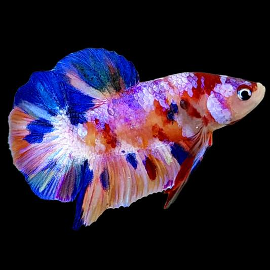 Multicolor Pink Purple Galaxy HMPK Male