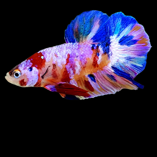 Multicolor Pink Purple Galaxy HMPK Male