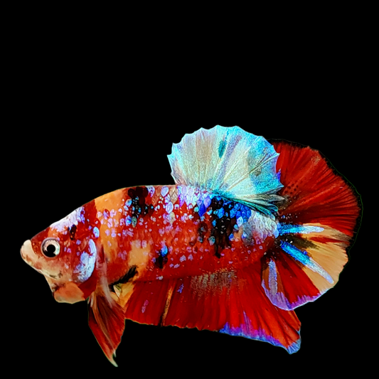 Multicolor Galaxy HMPK Male