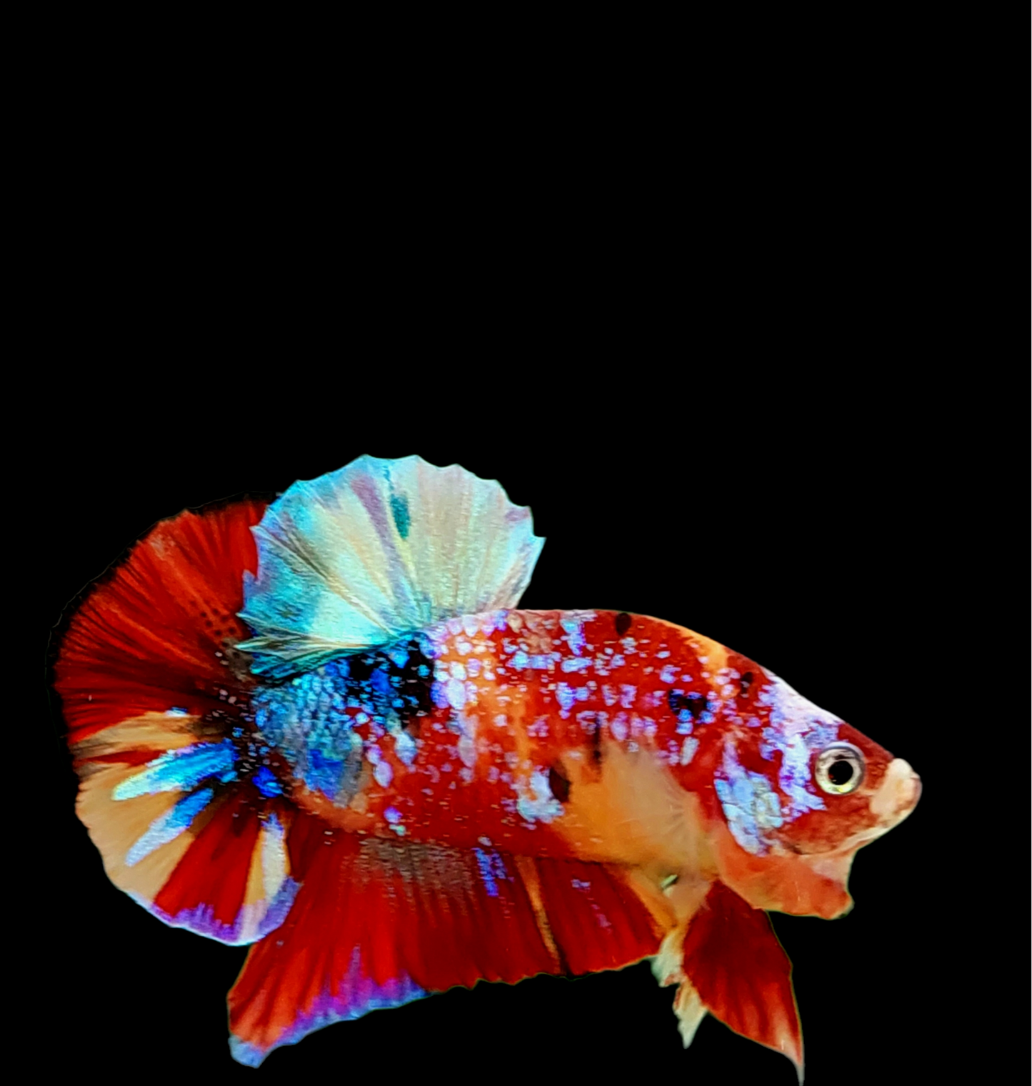 Multicolor Galaxy HMPK Male