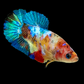 Multicolor Galaxy HMPK Female For Sorority Tank/Breed