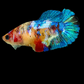 Multicolor Galaxy HMPK Female For Sorority Tank/Breed