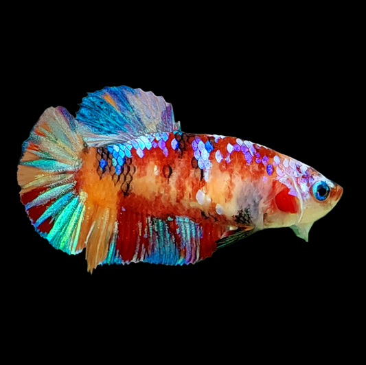 Multicolor Galaxy HMPK Female For Sorority Tank/Breed