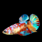 Multicolor Galaxy HMPK Female For Sorority Tank/Breed