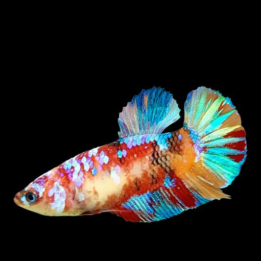 Multicolor Galaxy HMPK Female For Sorority Tank/Breed