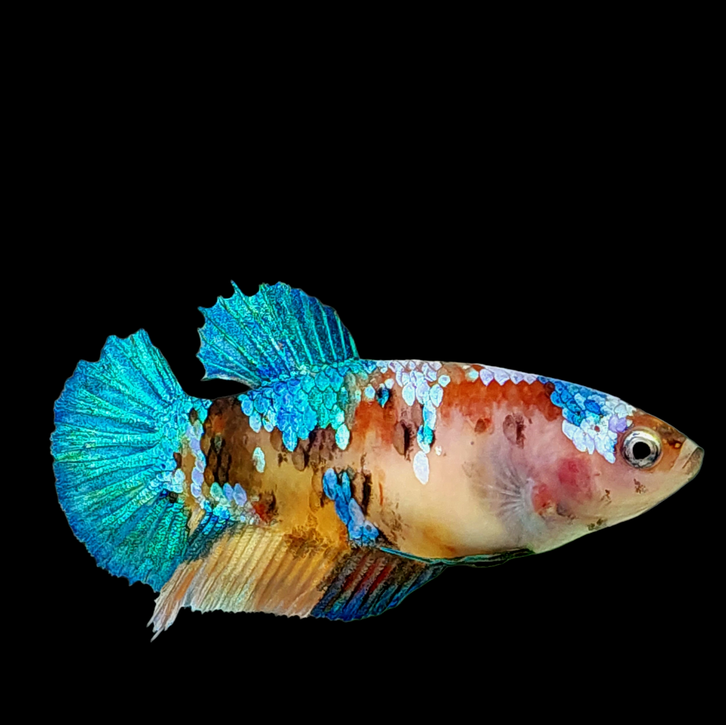 Multicolor Galaxy HMPK Female For Sorority Tank/Breed