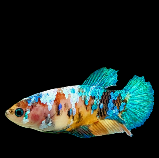 Multicolor Galaxy HMPK Female For Sorority Tank/Breed