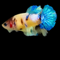 Yellow Galaxy Blue Tiger HMPK Female For Sorority Tank/Breed