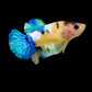 Yellow Galaxy Blue Tiger HMPK Female For Sorority Tank/Breed