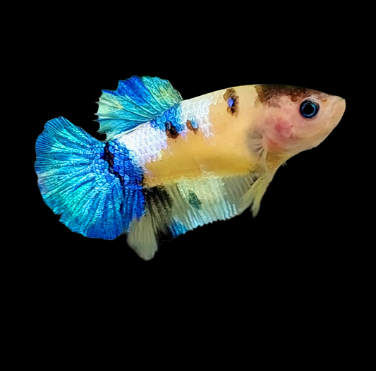 Yellow Galaxy Blue Tiger HMPK Female For Sorority Tank/Breed