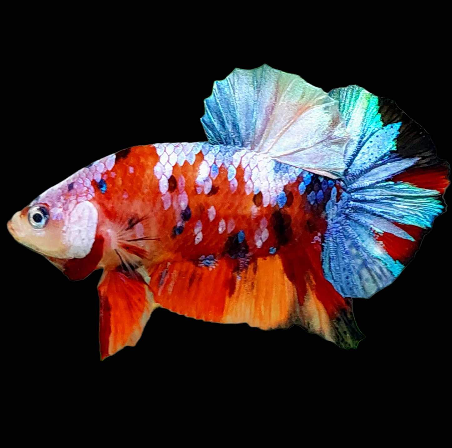 Multicolor Galaxy HMPK Male