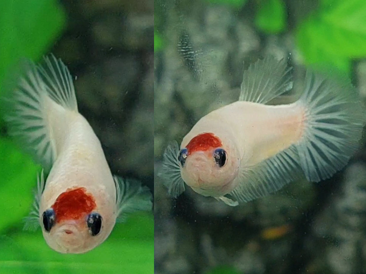 Tancho Koi HMPK Female For Sorority / Breed