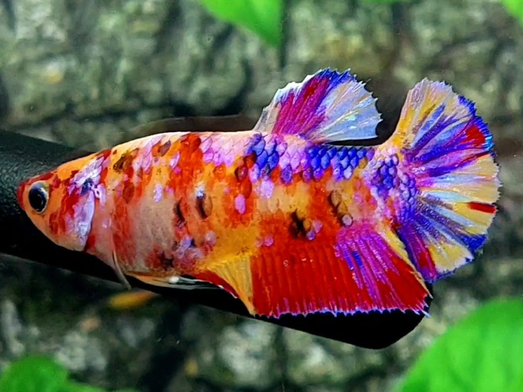 Multicolor Pink Galaxy Candy HMPK Female For Sorority / Breed