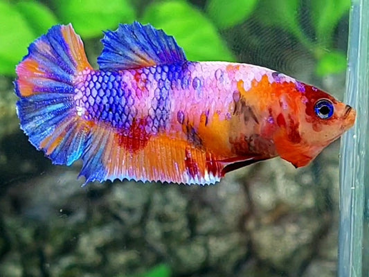 Multicolor Purple Pink Candy HMPK Female For Sorority / Breed