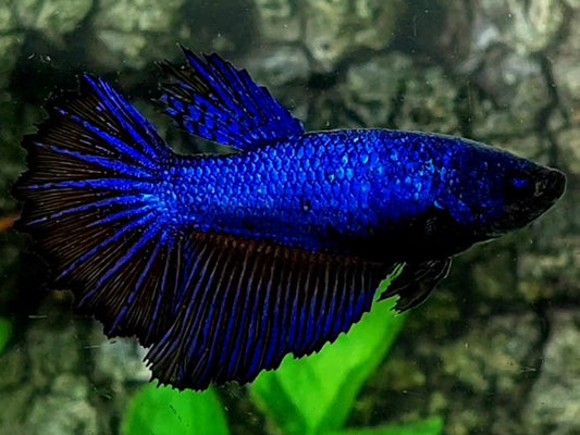 Purple Black Orchid Halfmoon Female For Sorority / Breed