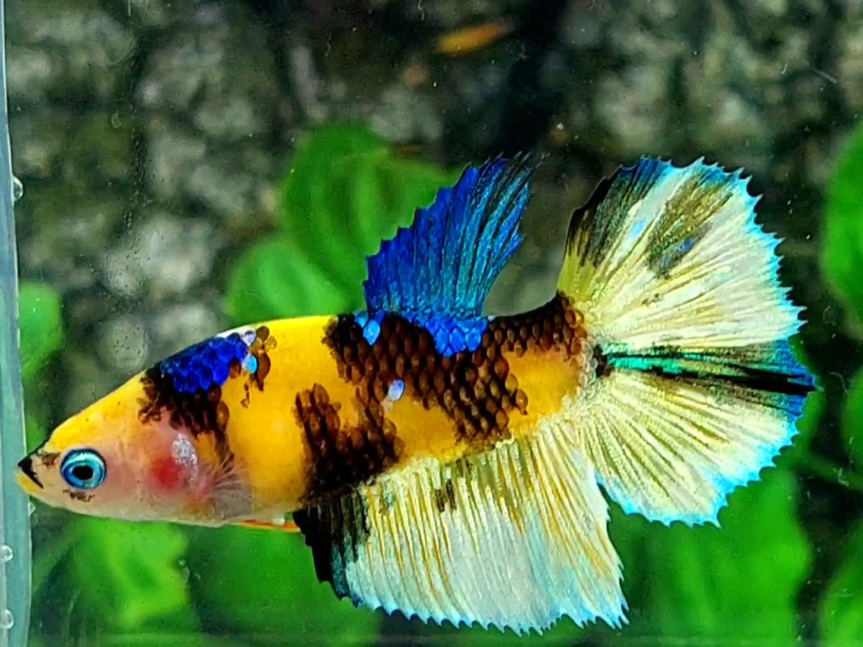 Yellow Tiger Barongsai Lion Dance Halfmoon Female For Sorority / Breed