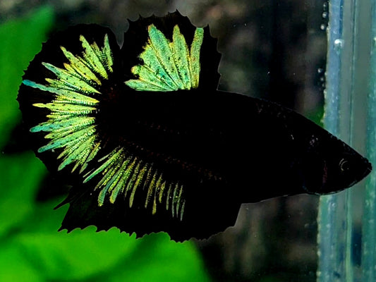 Black Green Light Butterfly HMPK Male
