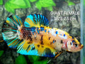 Yellow Koi Tiger Galaxy JUMBO GIANT HMPK Female