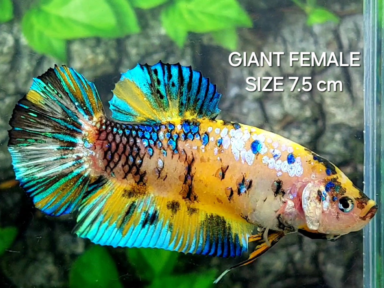 Yellow Koi Tiger Galaxy JUMBO GIANT HMPK Female