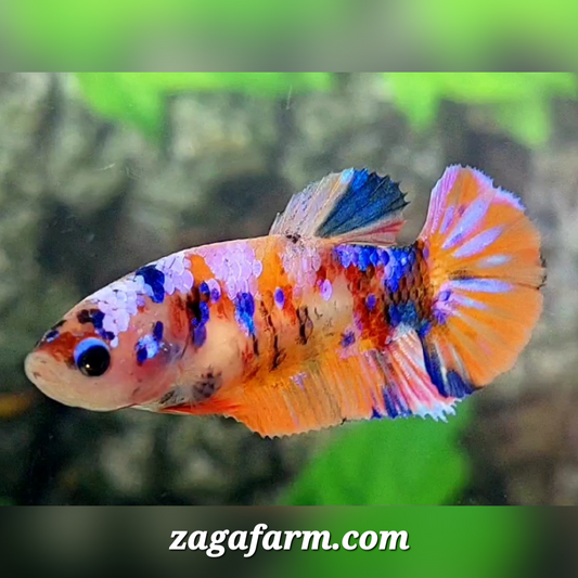 Multicolor Orange Candy Pink Galaxy HMPK Female For Sorority / Breed