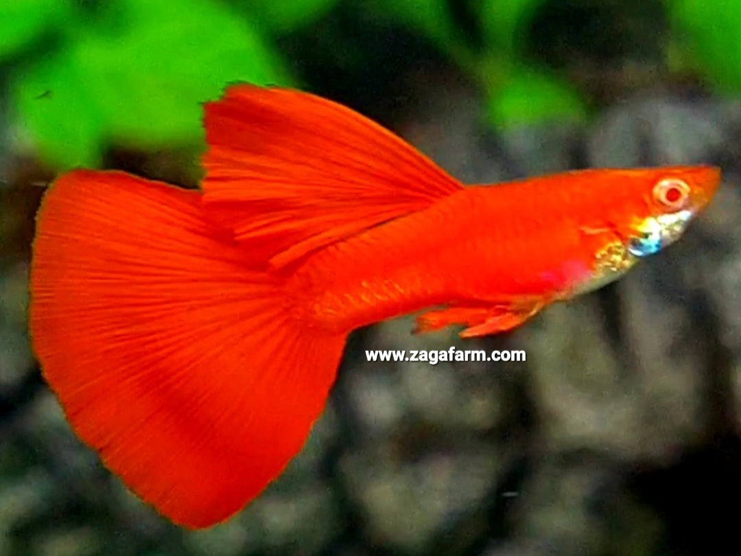 1 Pair Albino Full Red Big Dorsal Guppy