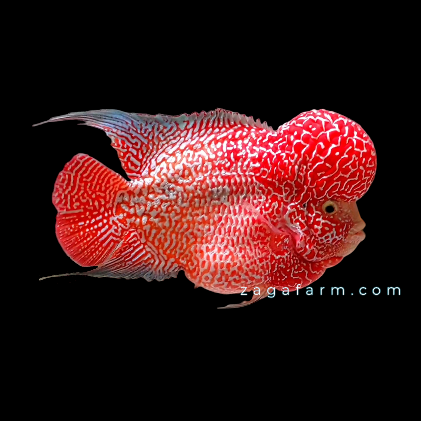 Short Body Super Red King Kamfa Flowerhorn