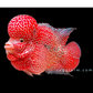 Short Body Super Red King Kamfa Flowerhorn