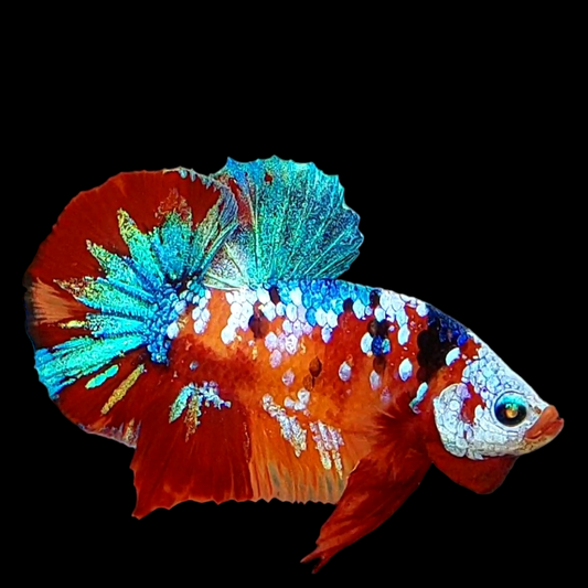 Multicolor Galaxy HMPK Male