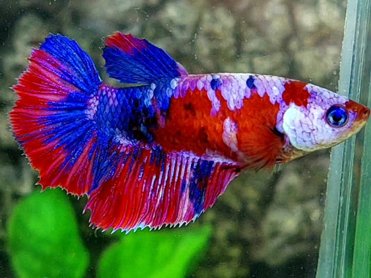 Multicolor Red Pink Galaxy Halfmoon Female For Sorority / Breed