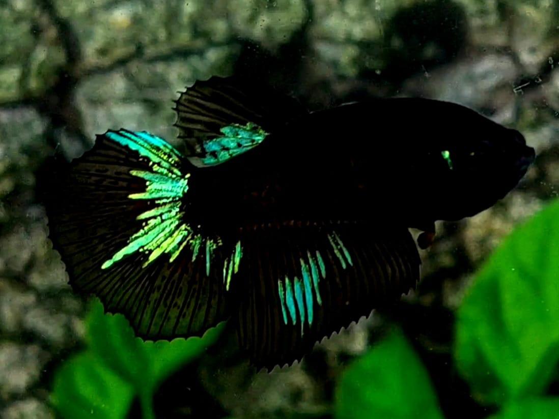 Green Black Light Halfmoon Female For Sorority / Breed