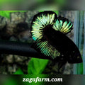 Black Green Light Butterfly HMPK Male