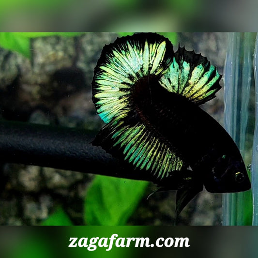 Black Green Light Butterfly HMPK Male