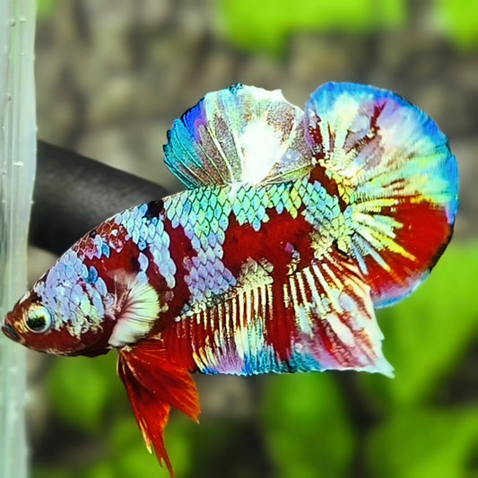 Multicolor Red Barongsai Galaxy HMPK Betta Fish Male