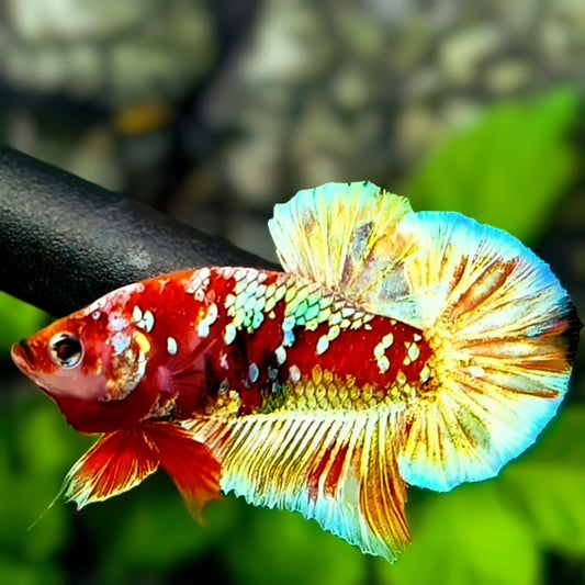 Red Barongsai Gold Galaxy HMPK Betta Fish Male