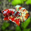 Red Barongsai Gold Galaxy HMPK Betta Fish Male