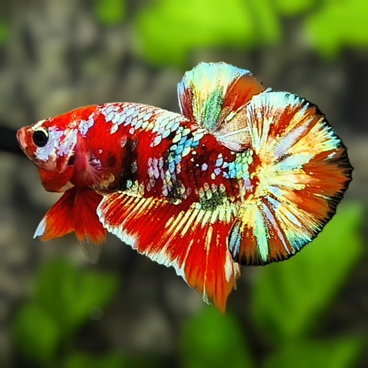Red Barongsai Gold Galaxy HMPK Betta Fish Male