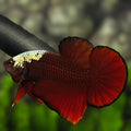 Red Helmet Samurai HMPK Betta Fish Male