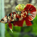 Red Koi Copper Gold Galaxy HMPK Betta Fish Male