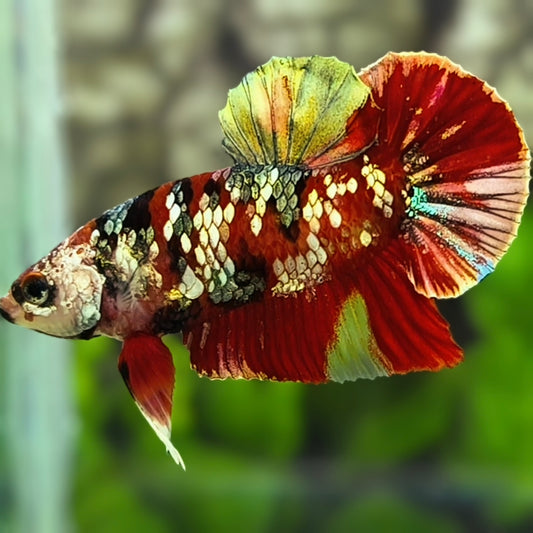 Red Koi Copper Gold Galaxy HMPK Betta Fish Male