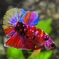 Multicolor Red Candy Galaxy HMPK Betta Fish Male