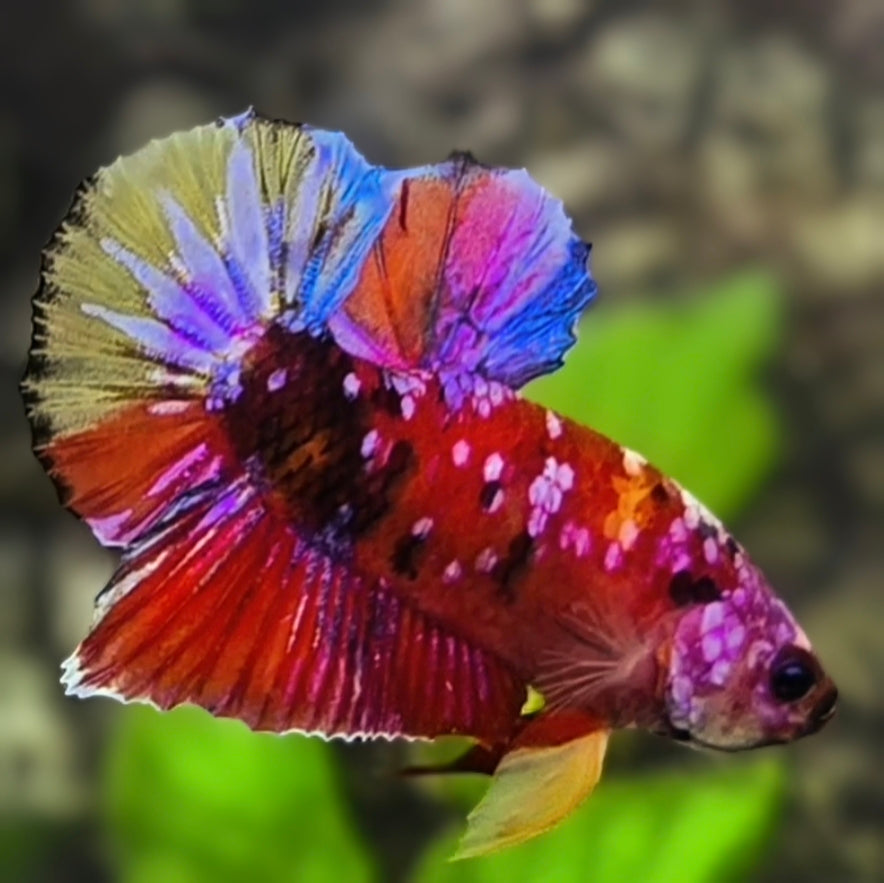 Multicolor Red Candy Galaxy HMPK Betta Fish Male