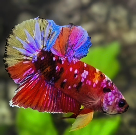 Multicolor Red Candy Galaxy HMPK Betta Fish Male