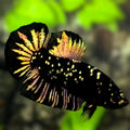 Avatar Blackstar Copper Gold HMPK Betta Fish Male