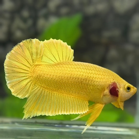 Solid Super Gold 24K HMPK Betta Fish Male
