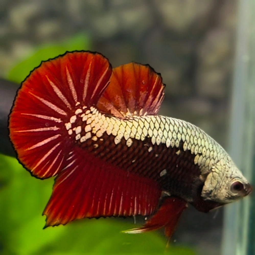 Red Samurai HMPK Betta Fish Male