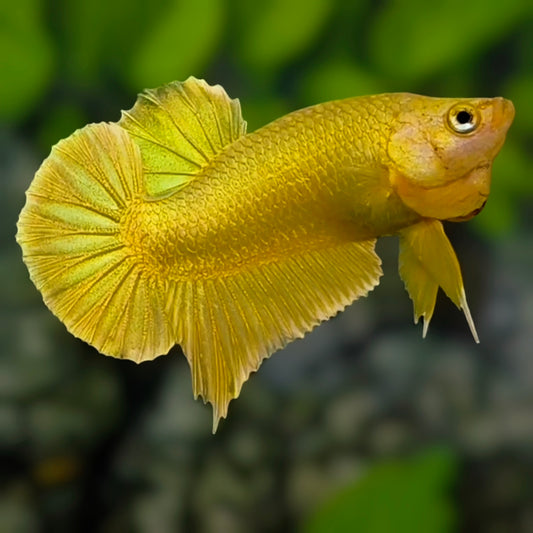 Solid Super Gold 24K HMPK Betta Fish Male
